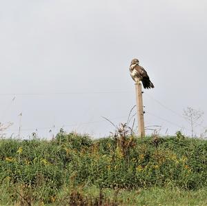 Mäusebussard