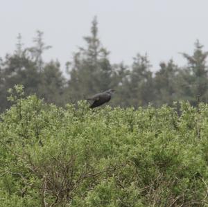 Common Cuckoo