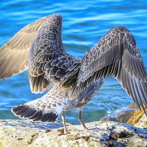 Yellow-legged Gull