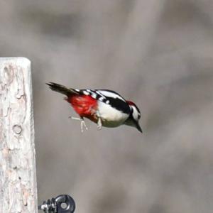 Great Spotted Woodpecker