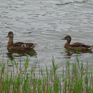 Mallard