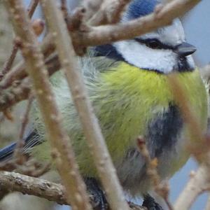 Blue Tit