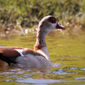 Nilgans