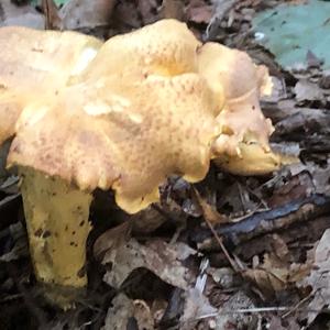 Chanterelle, Common