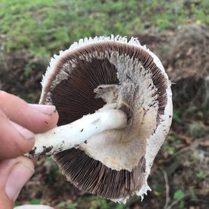 Meadow Agaric