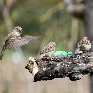 House Sparrow