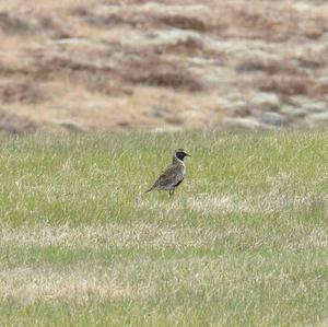 Eurasian Golden Plover