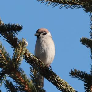 Eurasian Tree Sparrow