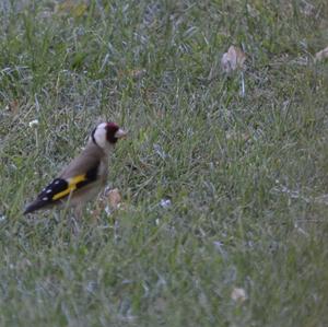 European Goldfinch