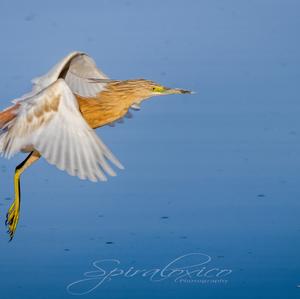 Squacco Heron