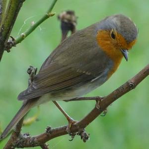 European Robin