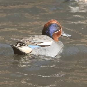 Common Teal