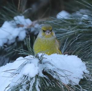 European Greenfinch