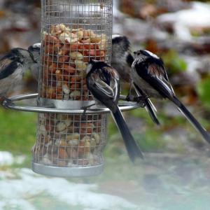 Long-tailed Tit