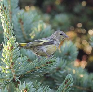 Eurasian Siskin