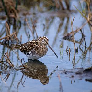 Common Snipe