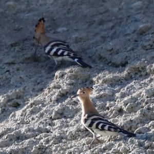 Eurasian Hoopoe