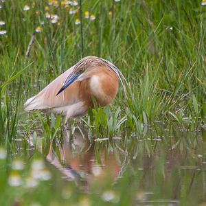 Squacco Heron