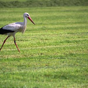 White Stork