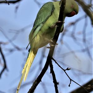 Rose-ringed Parakeet