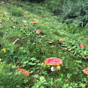 Fly Agaric