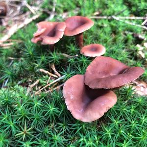 Tawny Funnel-cap