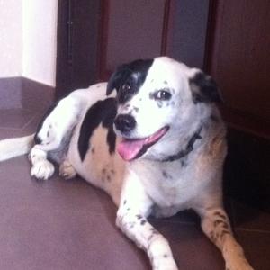 Unknown Breed