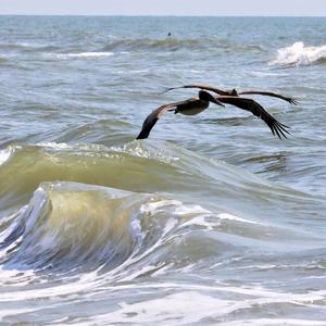 Brown Pelican