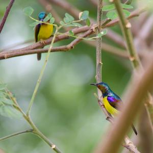 Plain-throated Sunbird