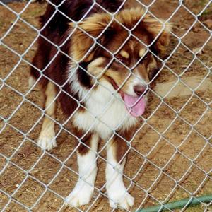 Australian Shepherd