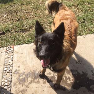 Belgian Tervuren