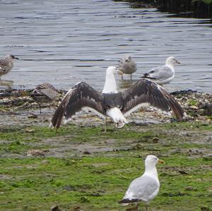 Great Black-backed Gull