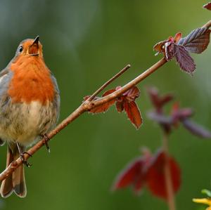 European Robin