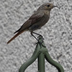 Black Redstart