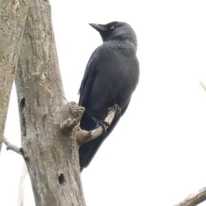 Eurasian Jackdaw