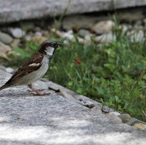 House Sparrow