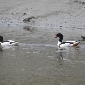 Common Shelduck