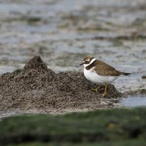 Common Ringed Plover