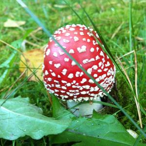 Fly Agaric