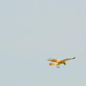 Common Buzzard