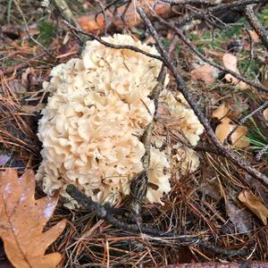 Eastern Cauliflower Mushroom