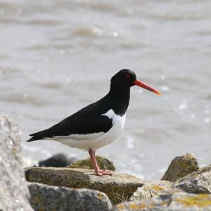 Eurasian Oystercatcher