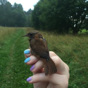 Winter Wren