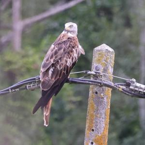 Red Kite