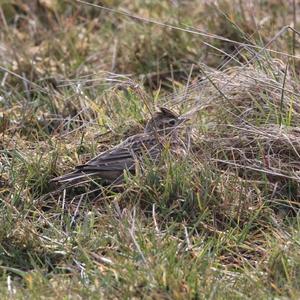 Eurasian Skylark