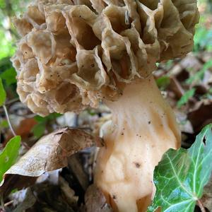 Yellow Morel