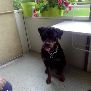 Rottweiler