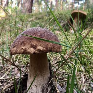 King Bolete