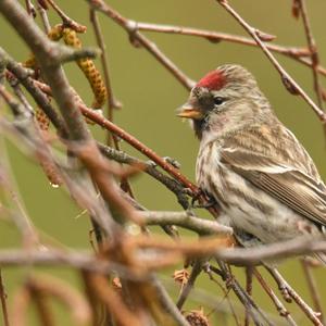 Common Redpoll