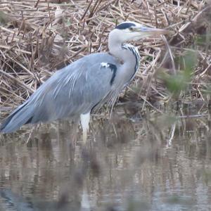 Grey Heron